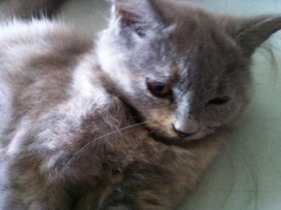 Mix Persian - Grey/cream Female - Domestic Long Hair Cat