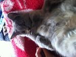 Mix Persian - Grey/cream Female - Domestic Long Hair Cat