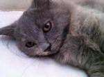 Mix Persian - Grey/cream Female - Domestic Long Hair Cat