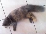 Mix Persian - Grey/cream Female - Domestic Long Hair Cat