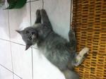 Mix Persian - Grey/cream Female - Domestic Long Hair Cat