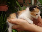 Calico (Adopted 17/7/12)