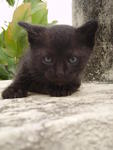 Black 1(Adopted 20/7/12)