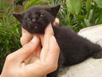 Black2(Adopted 20/7/12)