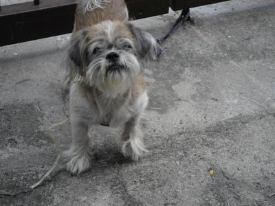 Samwise - Shih Tzu Dog