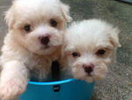 Maltese Furry Small Size - Maltese Dog