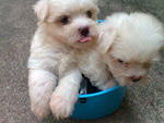 Maltese Furry Small Size - Maltese Dog