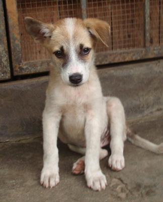 Georgy Brown - Mixed Breed Dog