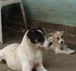 Georgy Brown - Mixed Breed Dog