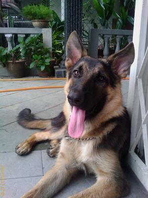 Duke - German Shepherd Dog Dog