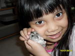 Lili - Common Hamster Hamster