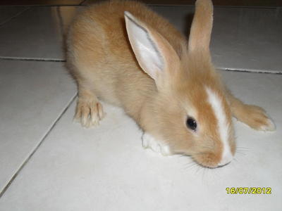 Oli - Angora Rabbit + Lionhead Rabbit