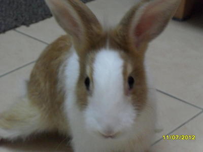 Leo - Angora Rabbit + Bunny Rabbit Rabbit