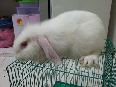 Ear Lop - Lop Eared Rabbit