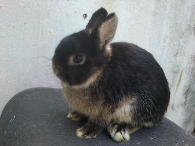 Netherland Dwarf - Black Otter Buck - Netherland Dwarf Rabbit