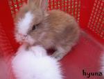 Angora Rabbit Rm20 - Angora Rabbit + Lionhead Rabbit