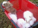 Angora Rabbit Rm20 - Angora Rabbit + Lionhead Rabbit