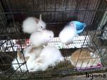 Angora Rabbit Rm20 - Angora Rabbit + Lionhead Rabbit