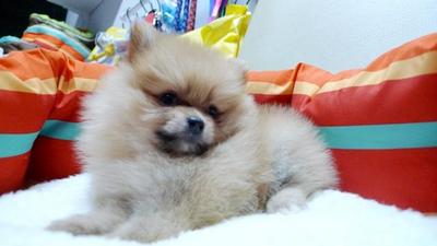 Orange Pomeranian Father Import Tw - Pomeranian Dog