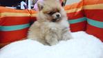 Orange Pomeranian Father Import Tw - Pomeranian Dog