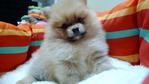 Orange Pomeranian Father Import Tw - Pomeranian Dog