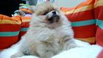 Orange Pomeranian Father Import Tw - Pomeranian Dog