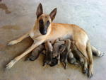 Mum with babies