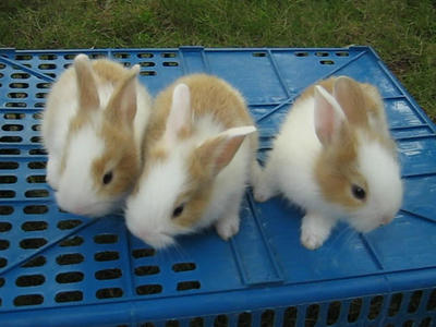 Summer Delights - Lionhead + Dutch Rabbit