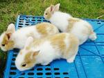 Summer Delights - Lionhead + Dutch Rabbit