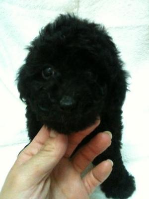 Black Tiny Toy Poodle Rm700 - Poodle Dog