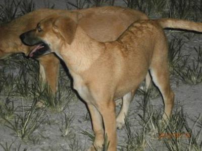 Plum And Cherry - Mixed Breed Dog