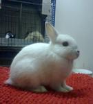 Nd - Netherland Dwarf Rabbit