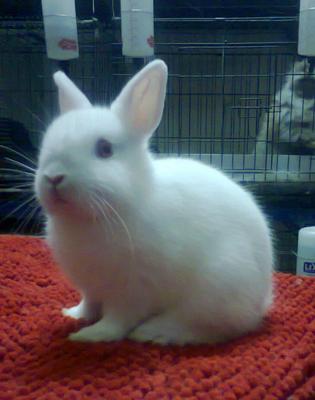 Nd - Netherland Dwarf Rabbit