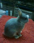 Nd - Netherland Dwarf Rabbit