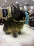 Nd - Netherland Dwarf Rabbit