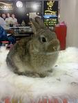 Nd - Netherland Dwarf Rabbit