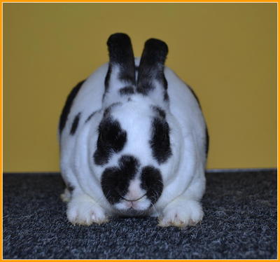 Mini Rex Pure - Mini Rex Rabbit