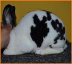 Mini Rex Pure - Mini Rex Rabbit