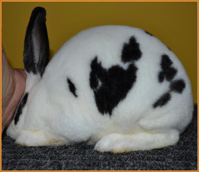 Mini Rex Broken Black - Mini Rex Rabbit