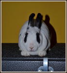 Mini Rex Broken Black - Mini Rex Rabbit