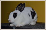 Mini Rex Broken Black - Mini Rex Rabbit