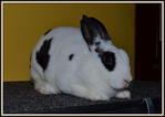 Mini Rex Broken Black - Mini Rex Rabbit