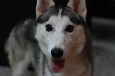 Husky Husky Husky - Siberian Husky Dog