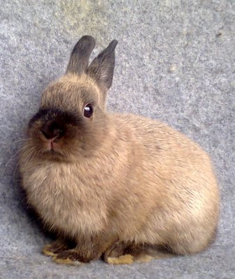 Ndsiamese - Netherland Dwarf Rabbit