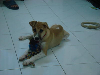 Naughty - Beagle + Golden Retriever Dog