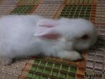 Angora Rabbit  Rm20 - Angora Rabbit Rabbit