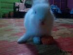 Angora Rabbit  Rm20 - Angora Rabbit Rabbit