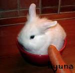 Angora Rabbit  Rm20 - Angora Rabbit Rabbit