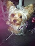 Cookies - Yorkshire Terrier Yorkie Dog