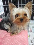 Cookies - Yorkshire Terrier Yorkie Dog